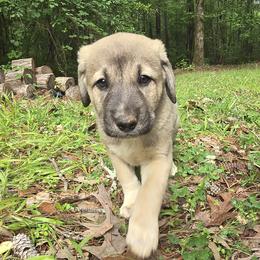 Kivah - Fawn female Anatolian Shepherd Dog puppy in La Grange, Georgia from Florida Anatolian Shepherds