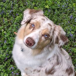 Piper - Miniature American Shepherd