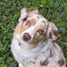 Piper - Miniature American Shepherd