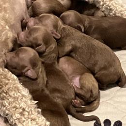 Poodle Puppies from Martin's Poodles and Doodles