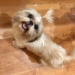 Zeva - Shih Tzu