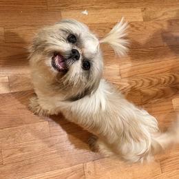 Zeva - Shih Tzu