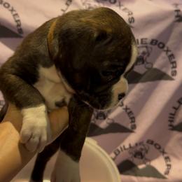 Nacho - Brindle male Boxer puppy in Taft, Tennessee from Hillbillie Boxers