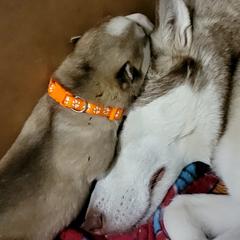 Siberian Husky Puppies from Diamond's Huskies in the Ruff