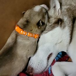 Siberian Husky Puppies from Diamond's Huskies in the Ruff