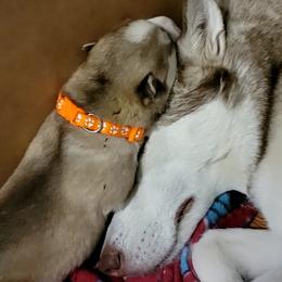 Siberian Husky Puppies from Diamond's Huskies in the Ruff