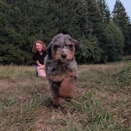 Coco - Blue merle female Aussiedoodle puppy in Yacolt, Washington from Aussiedoodles by Maggie