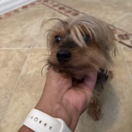 Chico - Black and tan male Yorkshire Terrier puppy in Ocala, Florida from Yorkie  And Shih Tzu Love