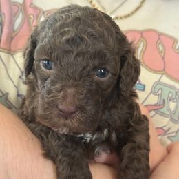 Brown Girl - Brown female Lagotto Romagnolo puppy in Riverdale, California from Curly Acres Lagotto Romagnolo
