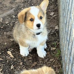 Charlie - Sable male Pembroke Welsh Corgi puppy in Millsap, Texas from Punchy Pembroke Ranch