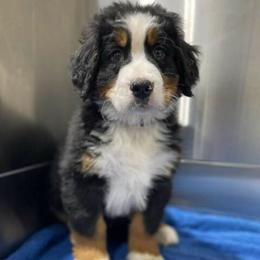 Reggie - Black rust and white male Bernese Mountain Dog puppy in Flat Rock, Illinois from Corner Stone Bernese Mountain Dogs