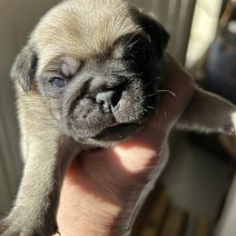 Fawn male - Fawn male Pug puppy in Norborne, Missouri from Pug Palace