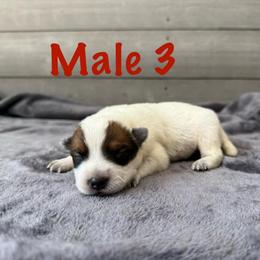 Atlas - Red mottled male Australian Cattle Dog puppy in Axton, Virginia from Red Clay Kennels