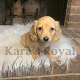 Dachshund Puppies from Karas Royal Dachshunds