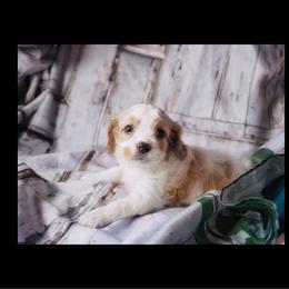 Draco Malfoy - Blenheim male Cavapoo puppy in Battle Lake, Minnesota from Panda Puppies