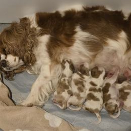 Cavalier King Charles Spaniel puppies from Nancy's Cavalier King Charles Spaniels & Golden Retrievers