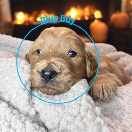 Blue boy - Apricot male Goldendoodle puppy in Lakeland, Florida from Golden Creek Doodles