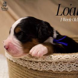 Lo'ak - Tri-color male Bernedoodle puppy in Palmetto Bay, Florida from SOMIDOODLES