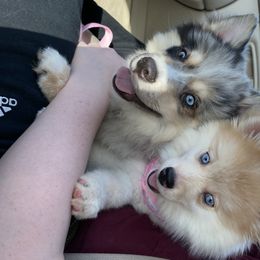 Pomsky and Siberian Husky Puppies from Pine and Sea Pomskies