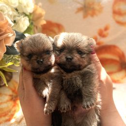 Pomeranian puppies from Manila