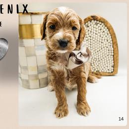 Phoenix - Red  male Goldendoodle puppy in Hilton, New York from The House of Goldendoodle