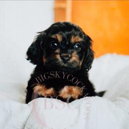 White collar - Black and tan female Cockapoo puppy in Missoula, Montana from Big Sky Cockapoos