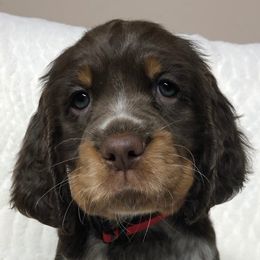 English Springer Spaniels from Eden Springer Spaniels