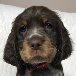 English Springer Spaniels from Eden Springer Spaniels