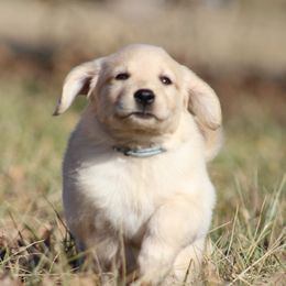 Golden Retriever Puppies from Golden Barnes Kennel