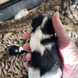 Biewer Terrier and Lhasa Apso Puppies from Biewer Terriors and Lhasa Apos of Northern California