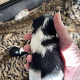 Biewer Terrier and Lhasa Apso Puppies from Biewer Terriors and Lhasa Apos of Northern California