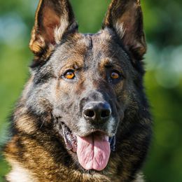 Razi - German Shepherd