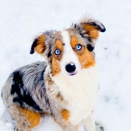 Baloo - Miniature Australian Shepherd