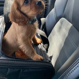 Cavalier King Charles Spaniel Puppies from Colorful Cavaliers