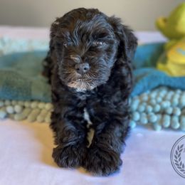 Miniature Schnauzer Puppies from Laurel Crown Schnauzers