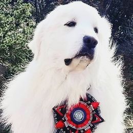 Targaryen  - Great Pyrenees