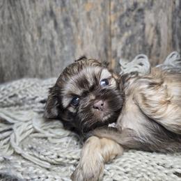 Rusty - Liver male Shih Tzu puppy in Mountain Grove, Missouri from Precious Puppies
