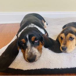 Basset Hound Puppies from Hudson's Hounds