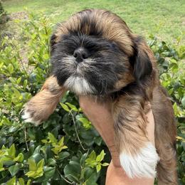 Girl 3 - Red and tan female Shih Tzu puppy in Ocala, Florida from Mimi's Shih-tzus of Ocala