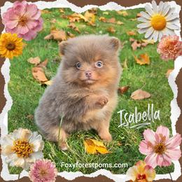 Isabella - Chocolate and tan female Pomeranian puppy in Eatonville, Washington from Foxy Forest Poms