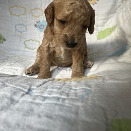 Goldendoodle Puppies from Cassie Farms
