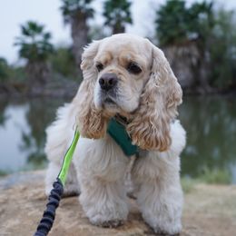 Cocker Spaniel All Grown Up from Once Upon a Time Cockers