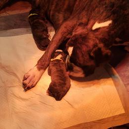 Boxer Puppies from SmashBox Kennel