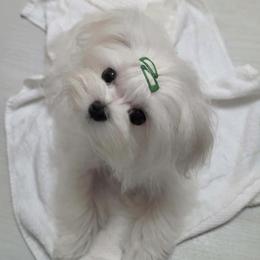 Bert - White and lemon male Maltese puppy in Fresno, California from Soua's Pups