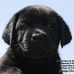 Special Boy 3 - Brown Collar - Black male Labrador Retriever puppy in Point, Texas from Lakylu Kennels