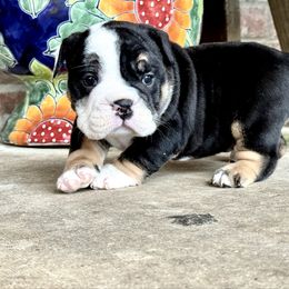 Bentley - Black tri-color male Bulldog puppy in Ben Lomond, Arkansas from Miesha Carver's Bulldogs