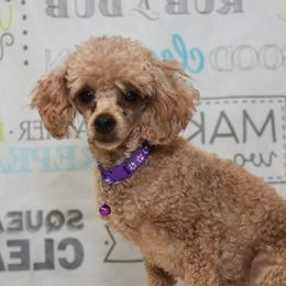 Robin - Poodle