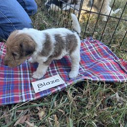 Blaze - White and black male Wire Fox Terrier puppy in Timberlake, North Carolina from Lyndon Meadow Farm