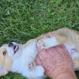 Pembroke Welsh Corgi Puppies from Enchanted Corgis