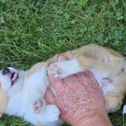 Pembroke Welsh Corgi Puppies from Enchanted Corgis